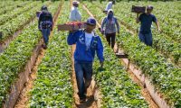 Online ESL Courses For Migrant And Domestic Farm Workers